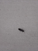 3x-bug