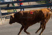 IMG-0405