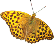 0_17d596_808c6050_X5L