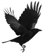 crow
