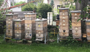 [Obrázky: 0462-BB03-FE79-430-F-B763-C156-BB93-A011.jpg]