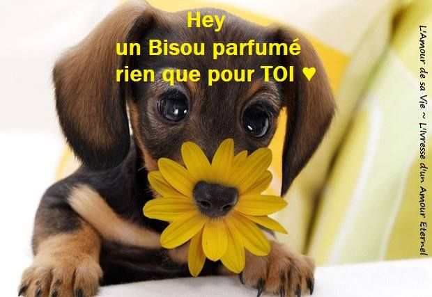 [Image: bisou-teckel.jpg]