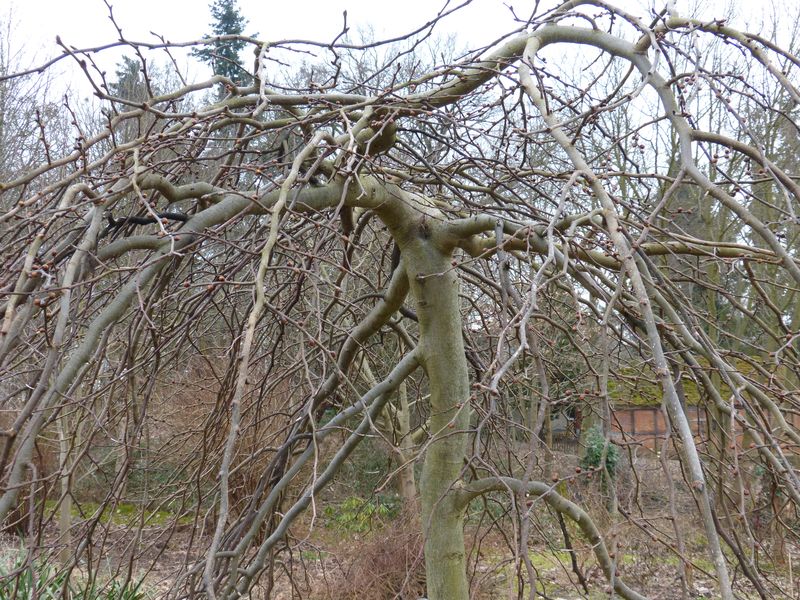 2014-02-28 Hängeulme3