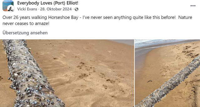 Tentakelwesen am Strand