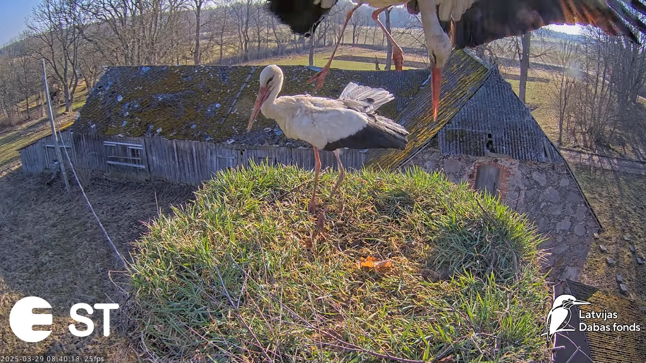 (20) Baltie stārķi (Ciconia ciconia) Tukuma novadā __ White storks in Tukums, Latvia - YouTube - 740
