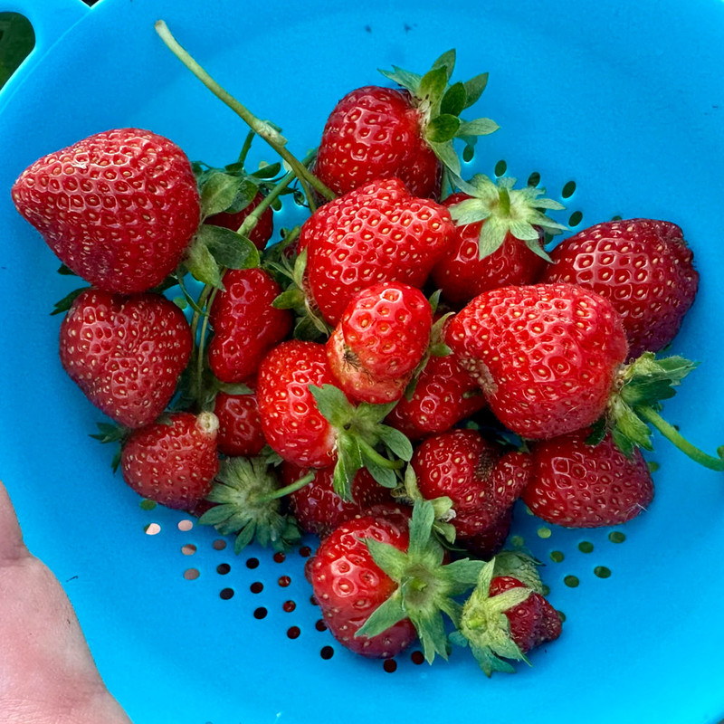strawberries-3.jpg