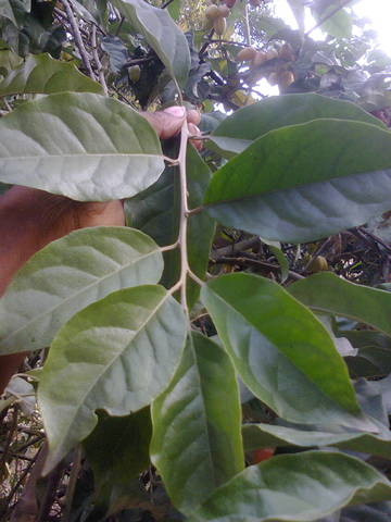 Photo0013