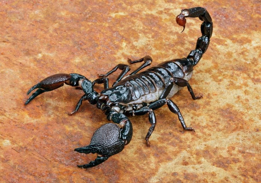 Императорский скорпион: тайны жизни самого большого чёрного скорпиона мира Императорский скорпион: тайны жизни самого большого чёрного скорпиона мира
