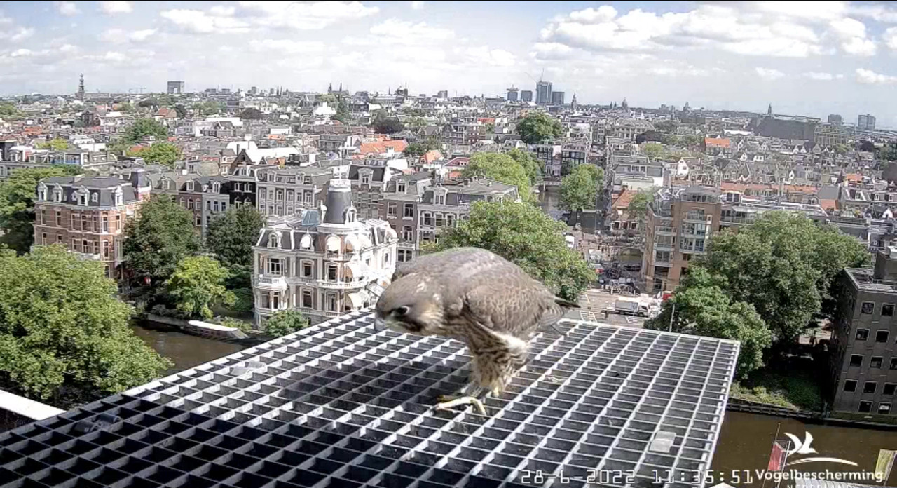 Amsterdam/Rijksmuseum screenshots © Beleef de Lente/Vogelbescherming Nederland - Pagina 33 Video-2022-06-28-113827-Moment-2