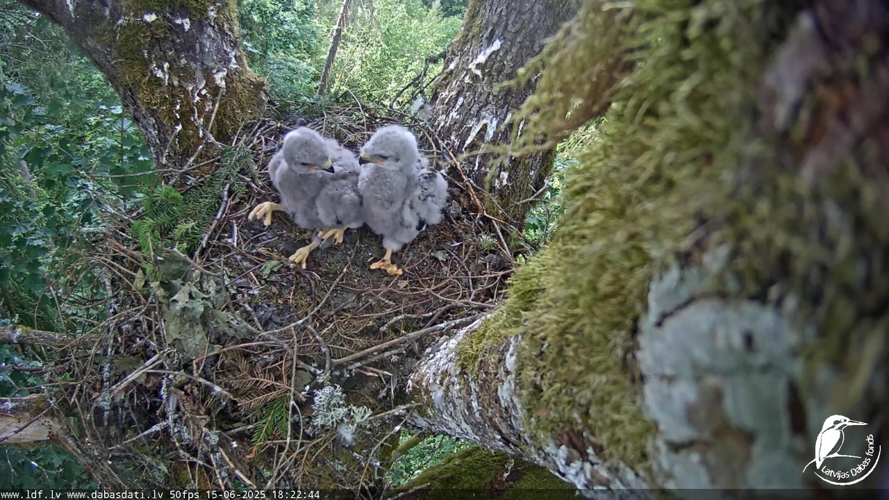 Melnās klijas (Milvus migrans) Kurzemē_ peļu klijāni (Buteo buteo) 13-45-39 screenshot
