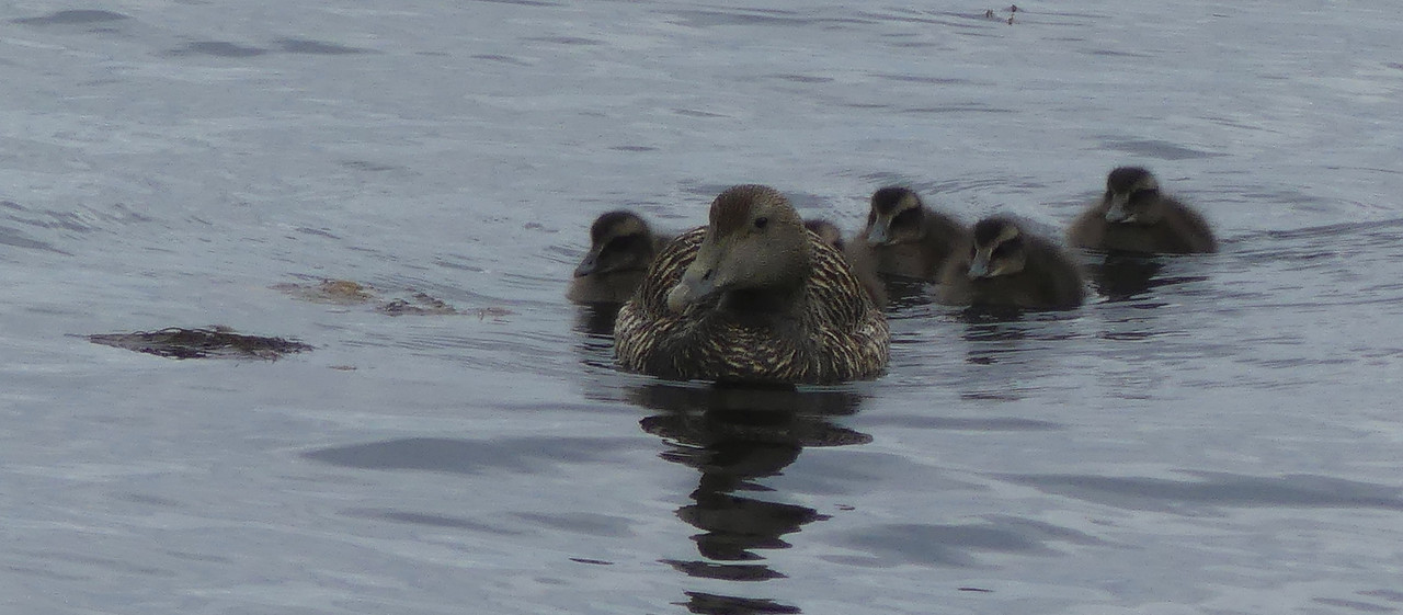 EIDER BROOD 5   210624