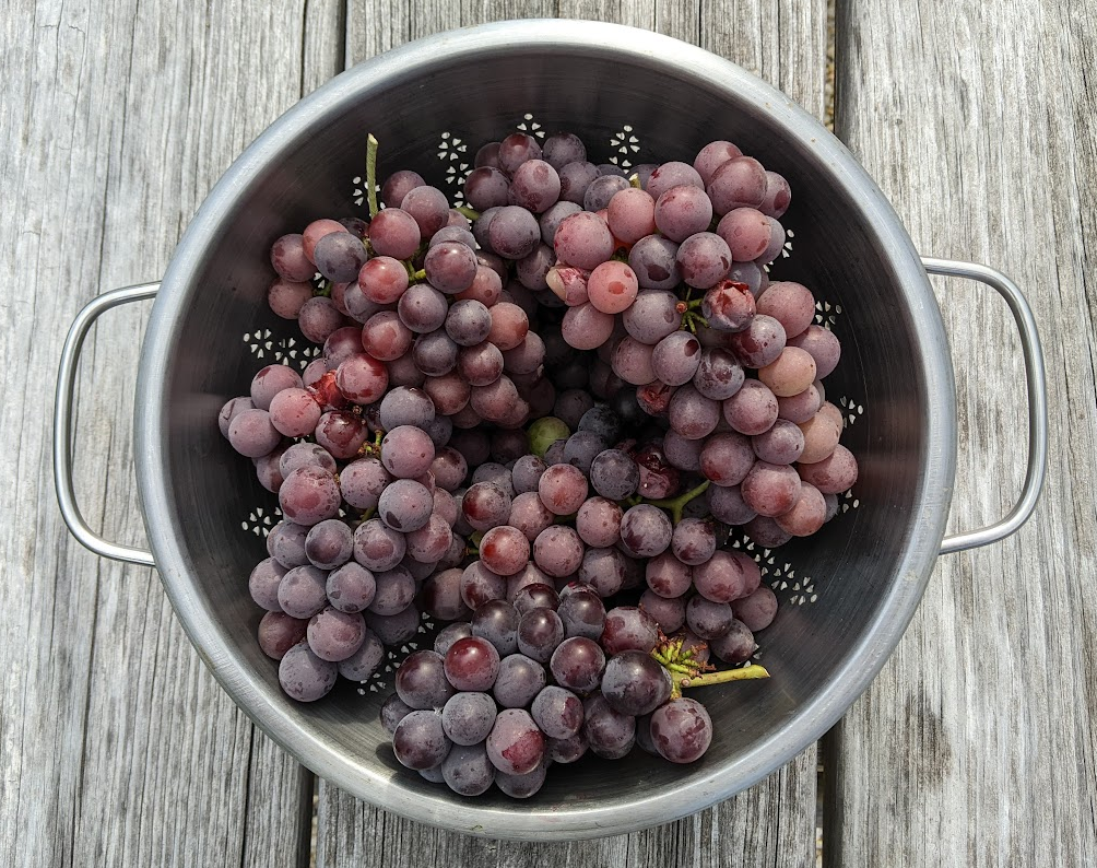 Grapes 20230522 180000