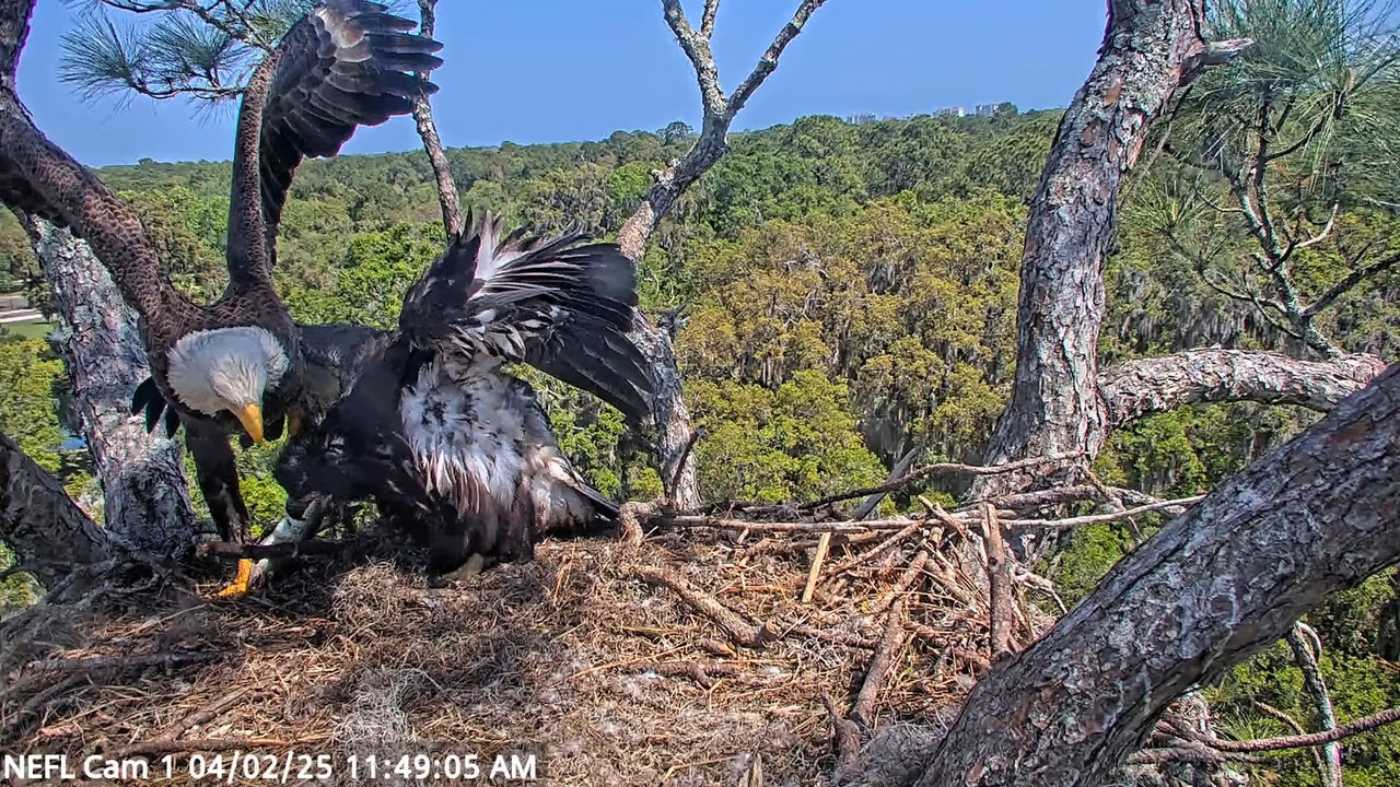 NEFL Cam 1 — tiešraidē Bald Eagle Cam 12-53-23 screenshot