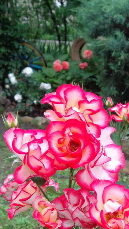 DSC06003