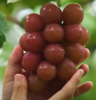 Koshu-Trauben aus Japan