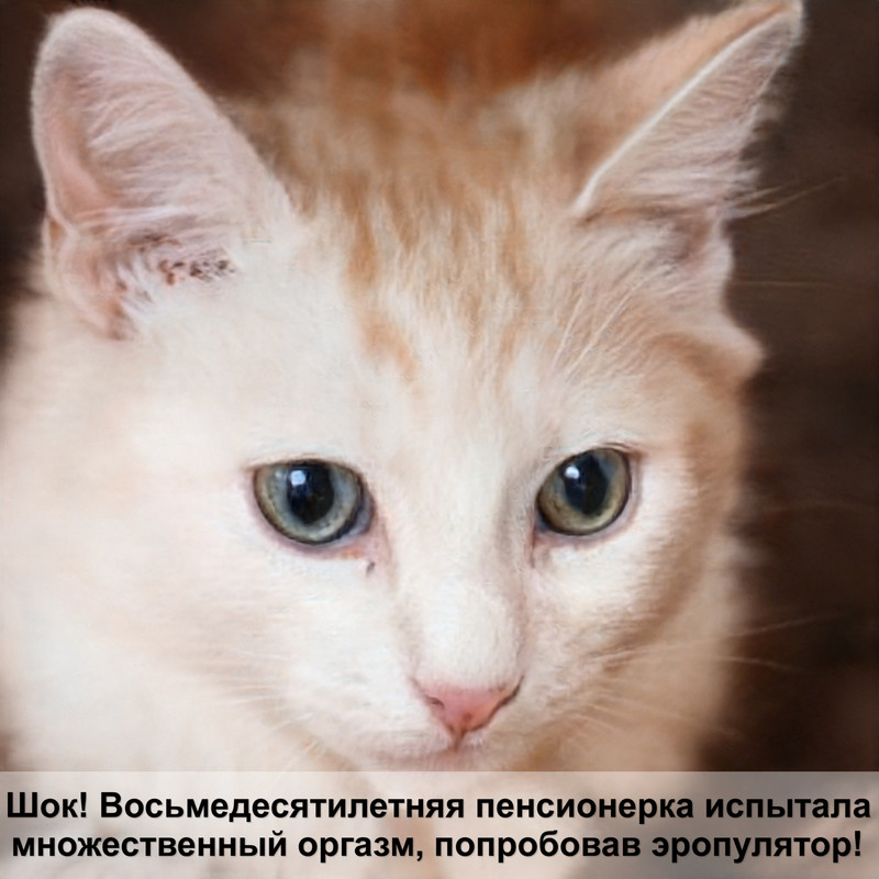 сиамская кошка фото