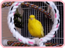 canary-bird