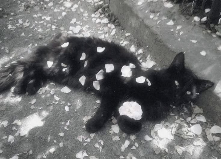 kitty kitty