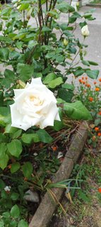IMG_20230527_082335