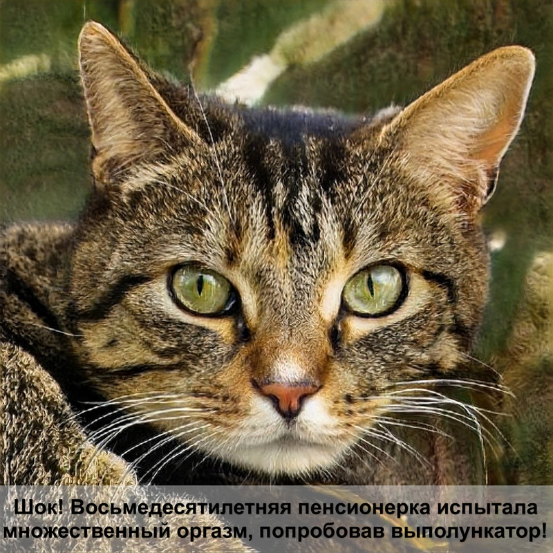 кошка хочет кота