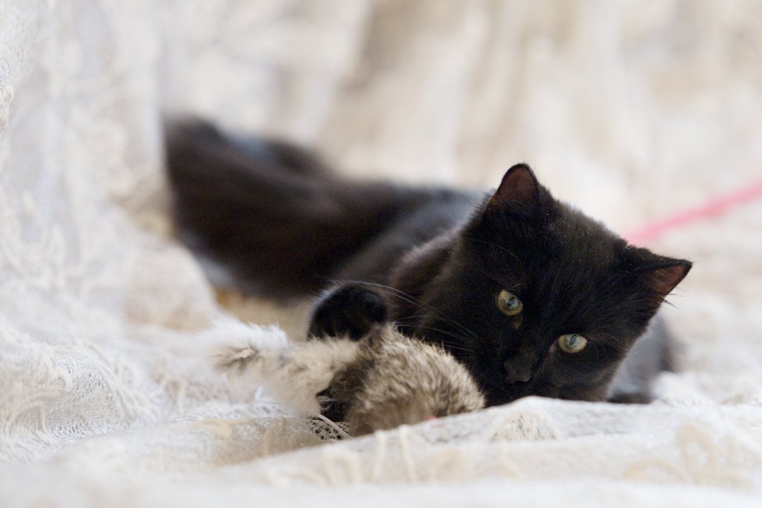 Фунтик_19_10_3