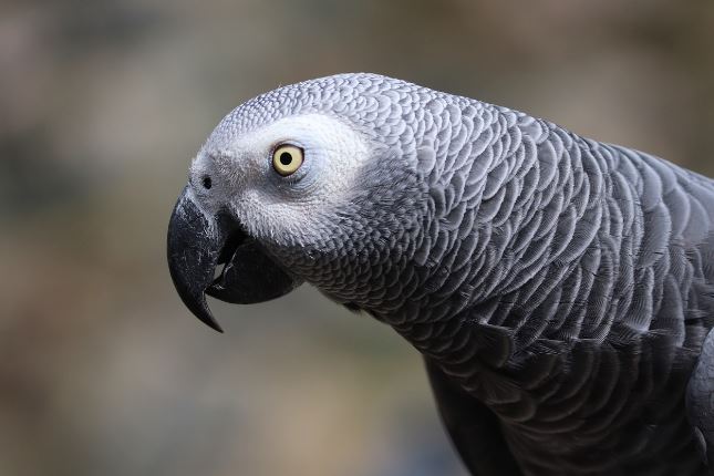 Average African grey lifespan