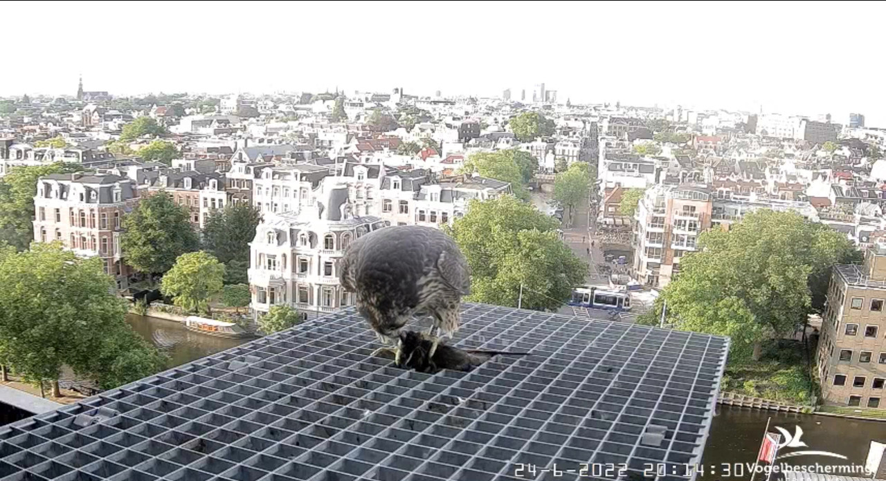 Amsterdam/Rijksmuseum screenshots © Beleef de Lente/Vogelbescherming Nederland - Pagina 32 Video-2022-06-24-201601-Moment-10