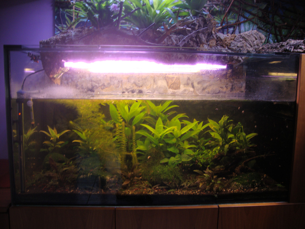 Acquario 275 litri 5febbraio17 (1)