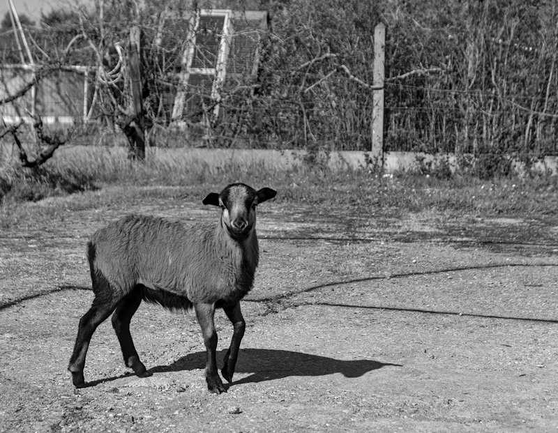 Mouton basketteur P1020313