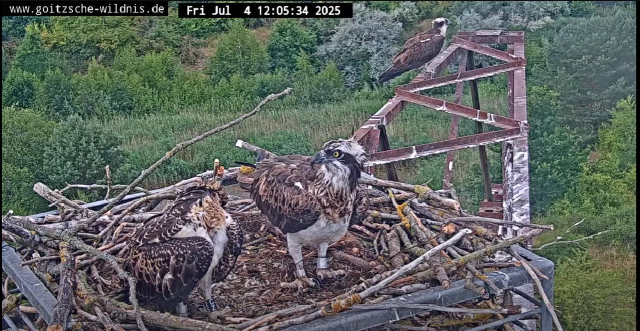 Ekrānuzņēmums 2025-07-04 130604