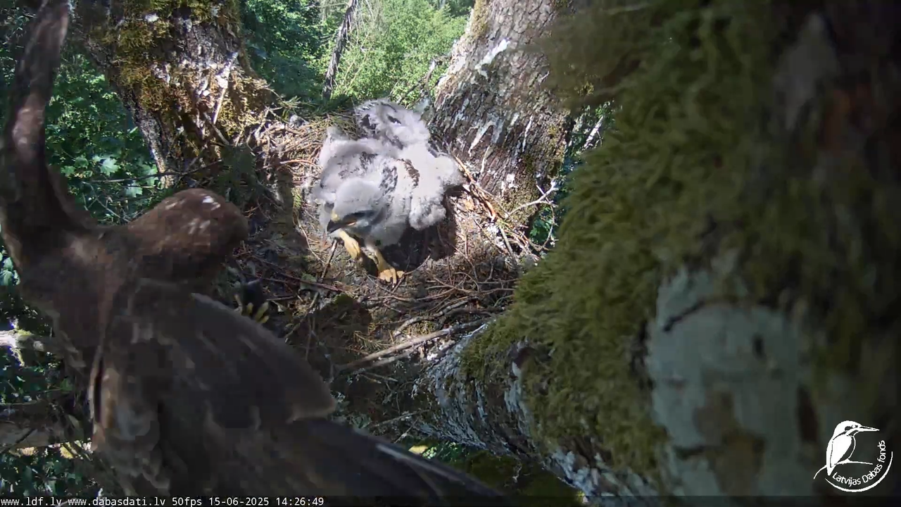 Melnās klijas (Milvus migrans) Kurzemē_ peļu klijāni (Buteo buteo) 12-33-19 screenshot