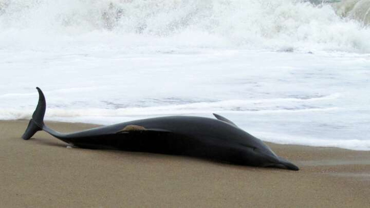 Delfín varado en la playa muere luego de que la gente intentó montarlo