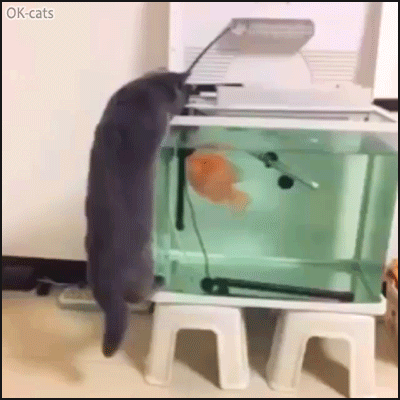 Funny-Cat-GIF-Angry-fish-attacks-curious-cat-hanging-from-fish-thank.gif