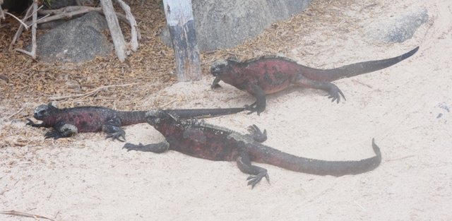 Día 16 (3 de julio): Española - Galápagos 2022 (1)