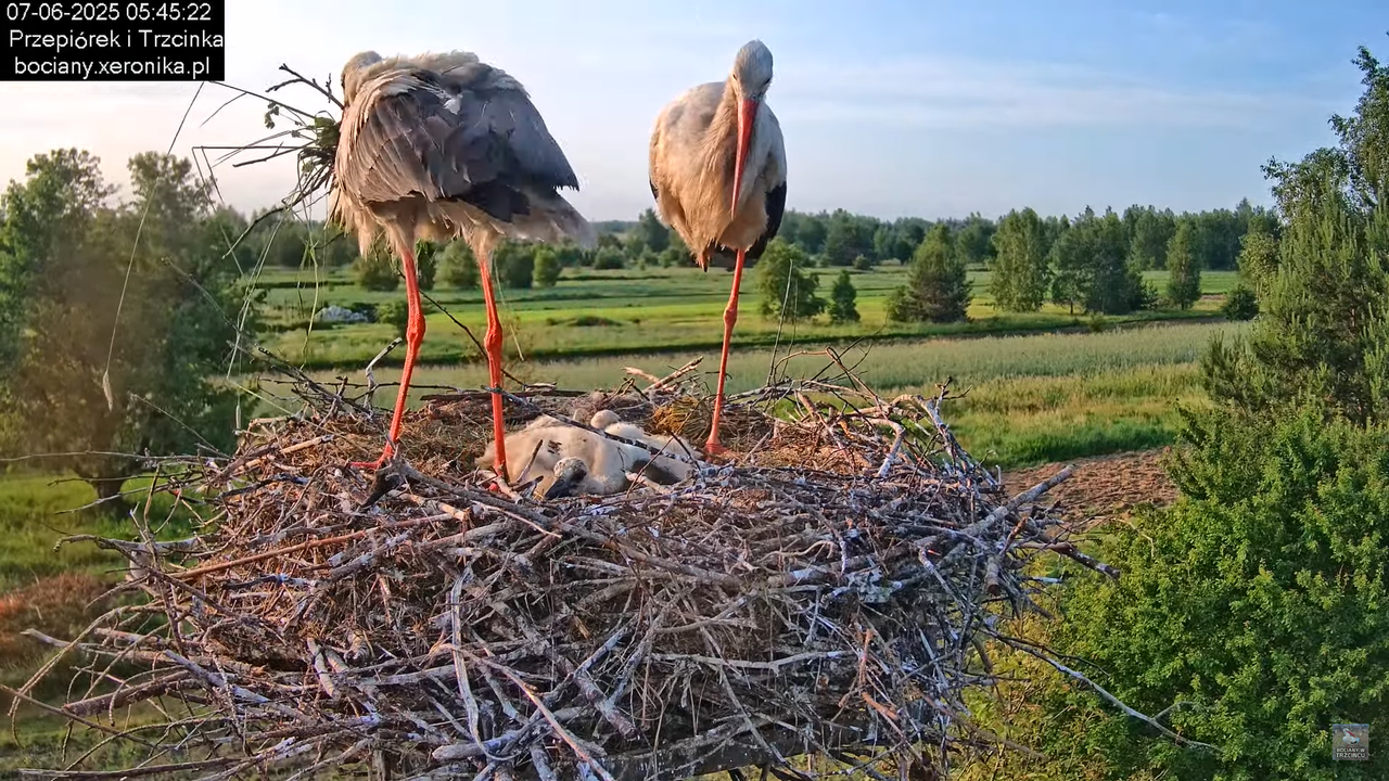 07062025bociany10