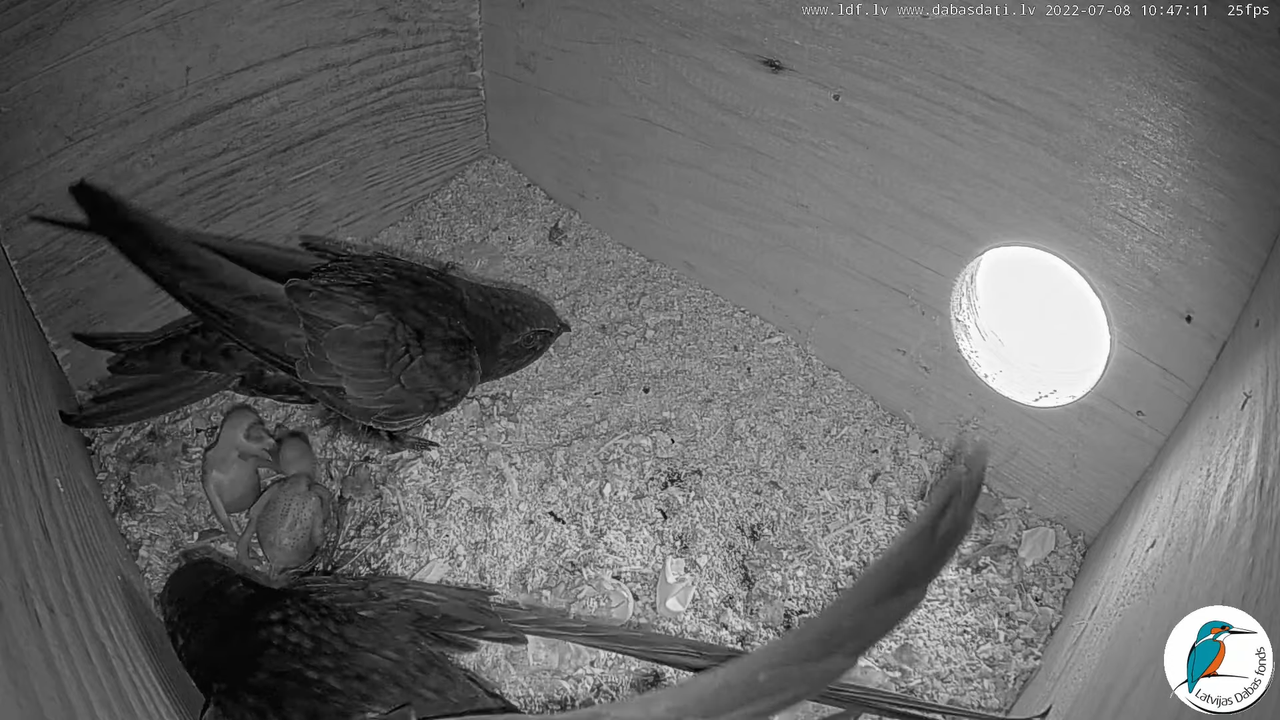 Svīre (Apus apus) Cēsu pils - LDF tiešraide _ Būris 12-7-21 screenshot