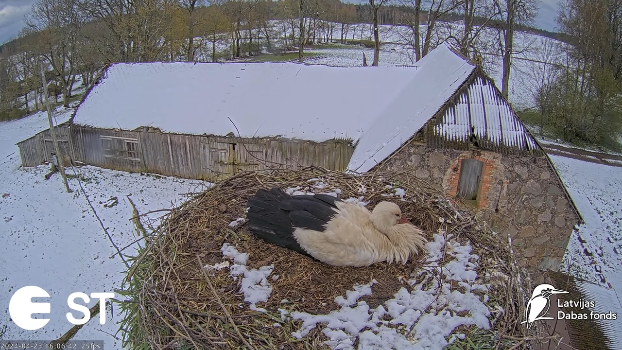 Baltie stārķi (Ciconia ciconia) Tukuma novadā - LDF tiešraide __ White storks in Tukums, Latvia 8-21