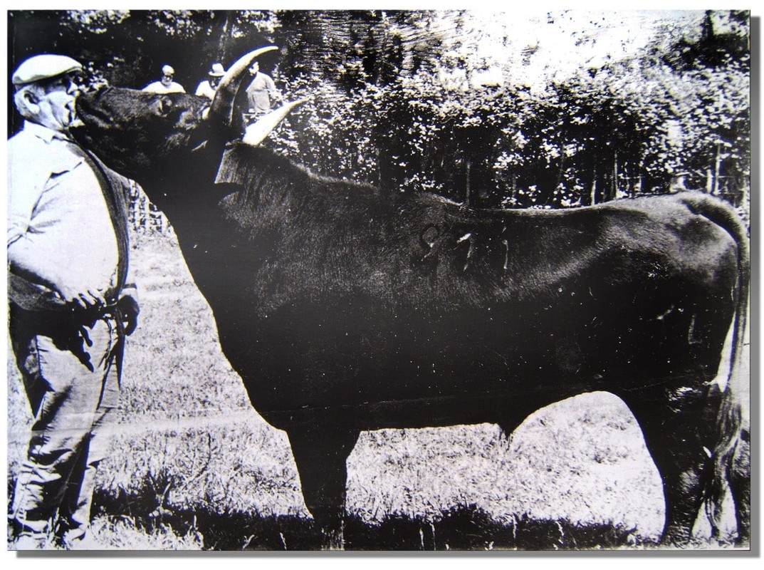 Boucherie Aljawda