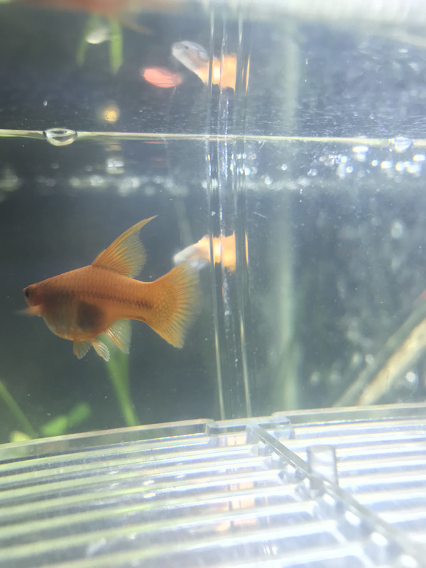 EFB68AD6-BFA5-4C60-84AB-A43C6C30E8FC