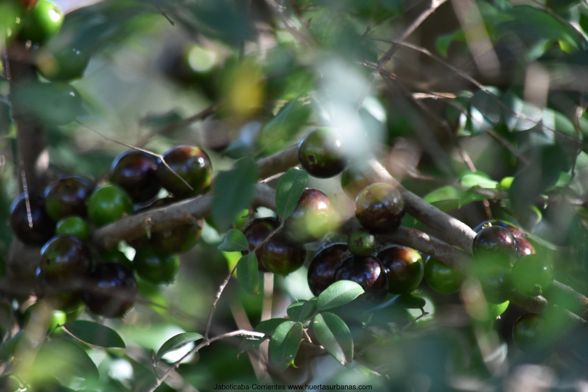 Huertasurbanas_com-1.jpeg-20231001_201759Jaboticaba-Corrientes