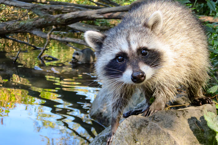 Wildlife-Removal-2.jpg