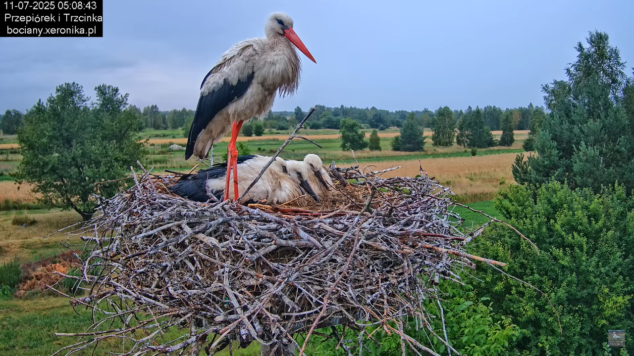11072025bociany3