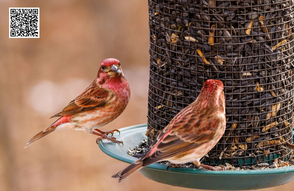 Why Fall Is a Critical Season for Feeding Birds?
