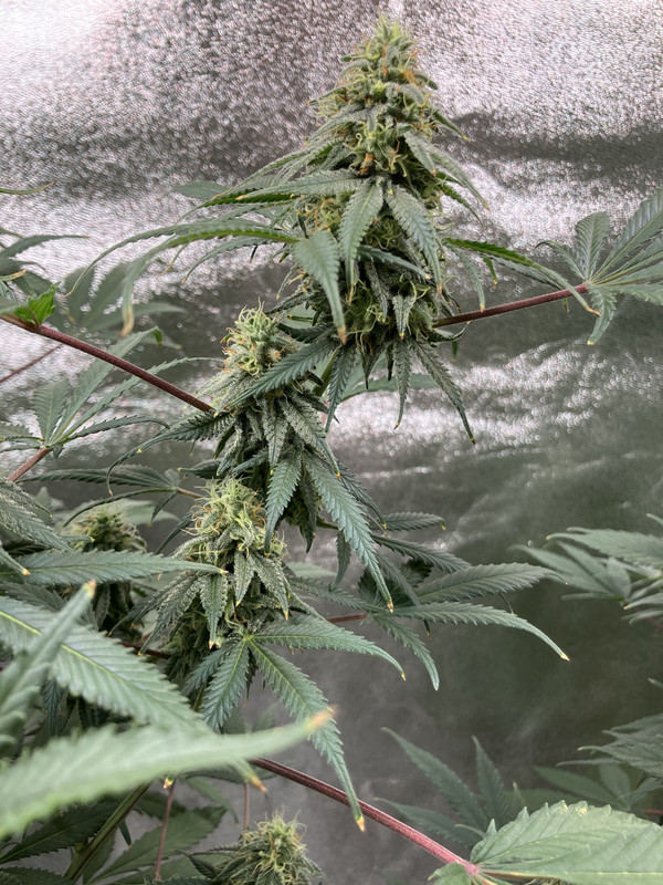 4A9016A2-1DFF-47A4-B30D-07F8A3D9572C