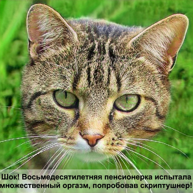 пурина для котят