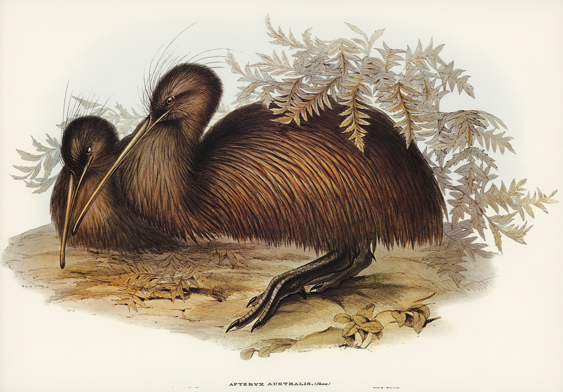 Kiwi Bird Poster - Vintage Scientific Nature Wall Art - 16x12