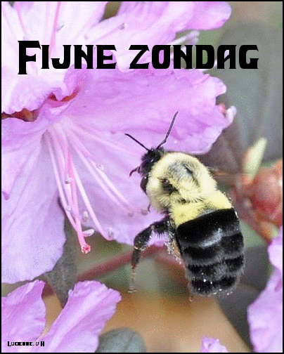 animaatjes-zondag-0717101.gif