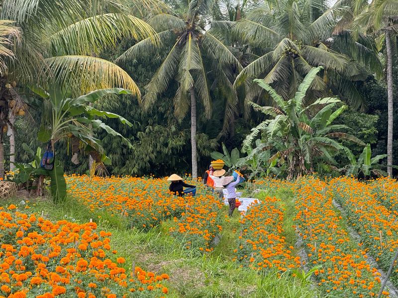 6 Aviones, 3 barcos y 2 trenes, empezando en Estambul y terminando Kuala Lump - Blogs de Indonesia - TERCERA PARADA: BALI (20)