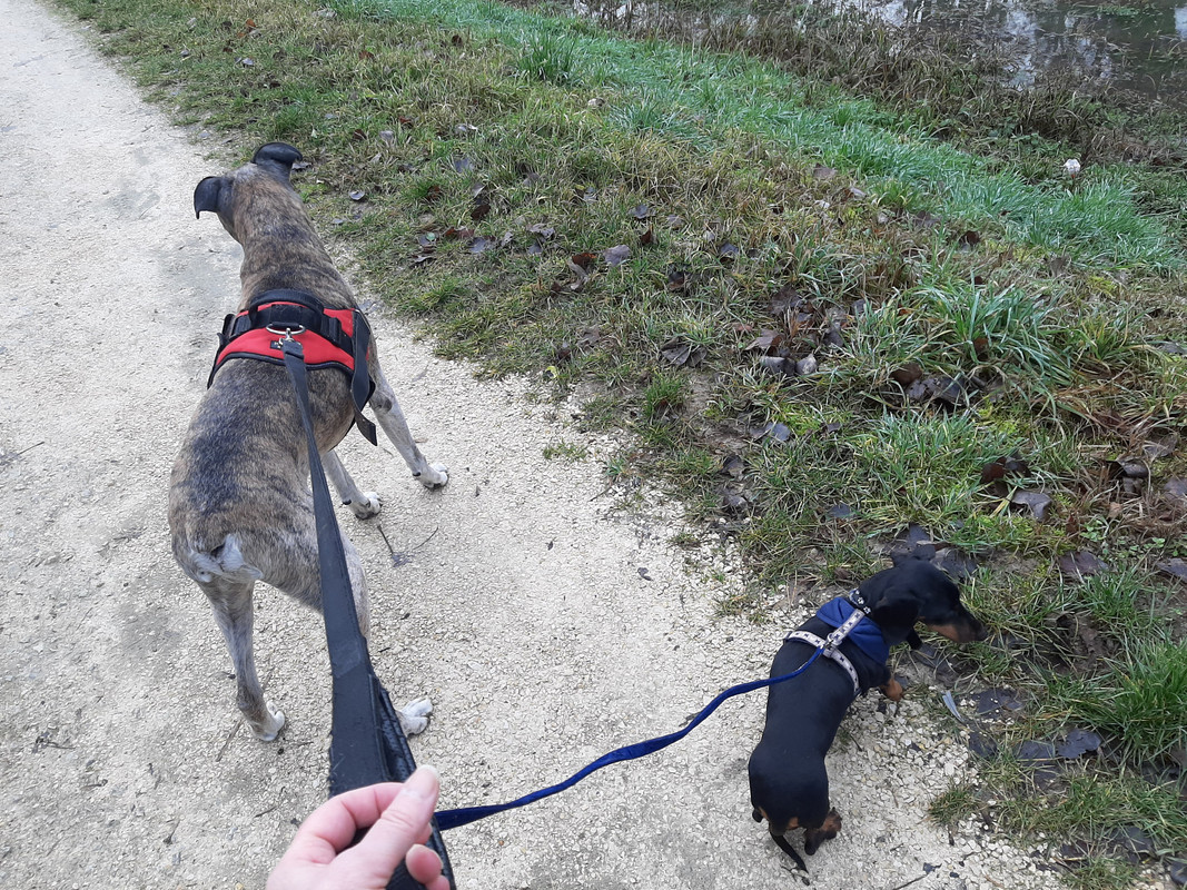 [Image: Ysatis-en-promenade-ce-matin-avec-papi-p...en-lui.jpg]