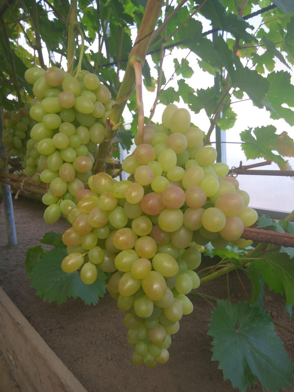 Тасон фото от 22.08.2018.